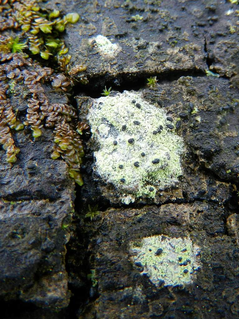 Lichene da identificare